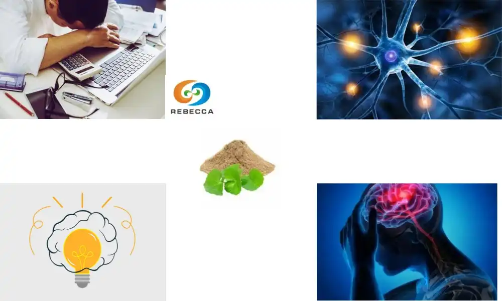 Boost Your Brain: Gotu Kola Extract Powder for Mental Clarity